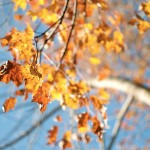 Autumn Leaves