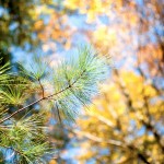 Autumn Pine